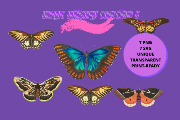 Exploring Unique Butterfly and Moth Collection 6